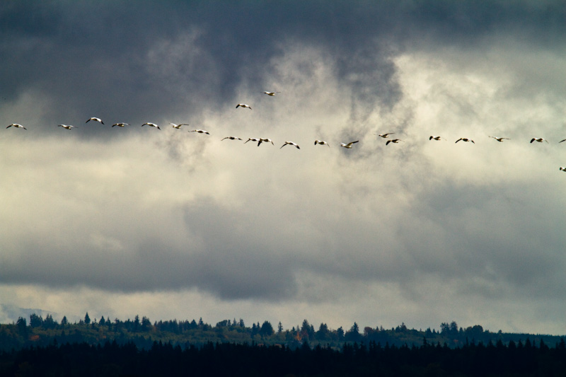 Snow Geese In Flight